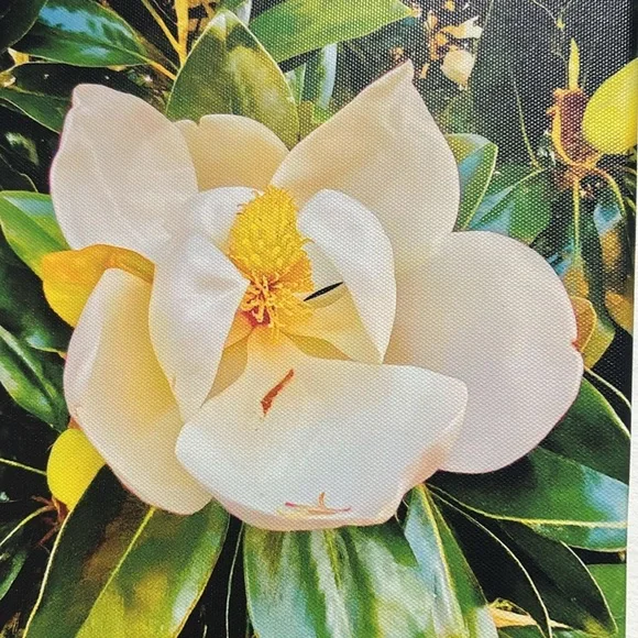 Floral Canvas Wall Art with White and Green
Picture taken with my phone - Picture 2 of 4